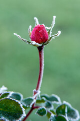 Rosenblüte im Frost
