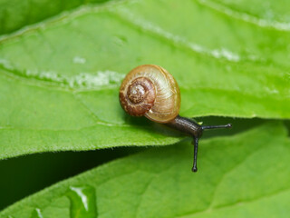 Snail