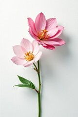 Obraz premium Stunningly delicate flower blooms on white canvas, delicate, bloom, clean