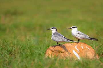 Pair of The whiskered tern (Chlidonias hybrida) .