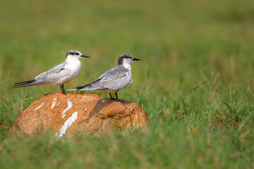 Pair of The whiskered tern (Chlidonias hybrida) .