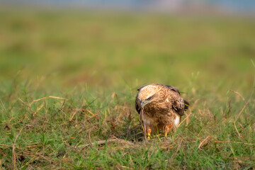 The Brahminy Kite Juveniles with a Catch.