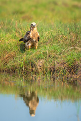 The Brahminy Kite Juveniles with a Catch.