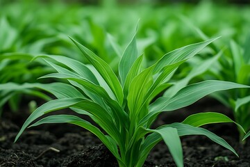 Obraz premium Lush green seedlings sprouting in field