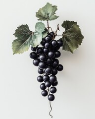 Obraz premium Dark Grapes Cluster on Stem