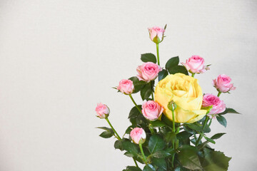 Obraz premium ピンクと黄色のばら