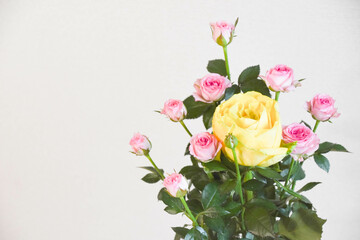 ピンクと黄色のばら