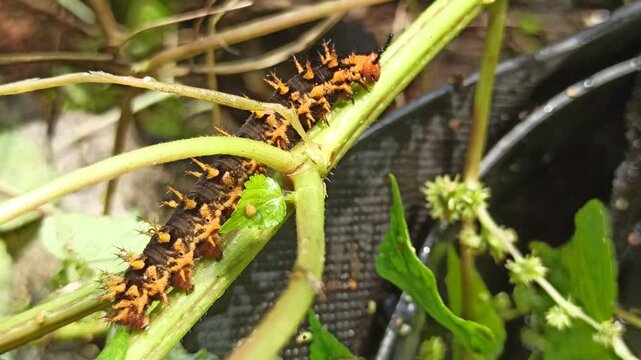 the yellow black caterpillar