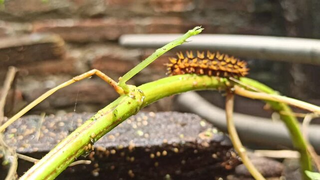 the yellow black caterpillar