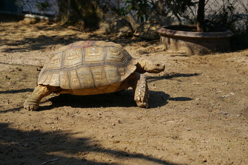 Obraz premium chaco tortoise turtle in the garden