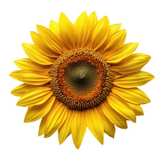 Fototapeta premium A yellow sunflower isolated on Cutout background.PNG