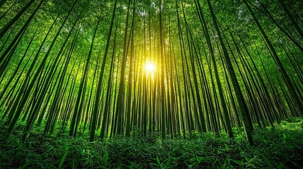 Fototapeta premium Serene Bamboo Forest: Sunlight Through Lush Green Canopies