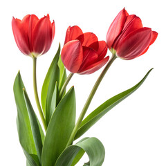 Fototapeta premium three red tulips in bloom a vibrant spring bouquet, isolated on white background png