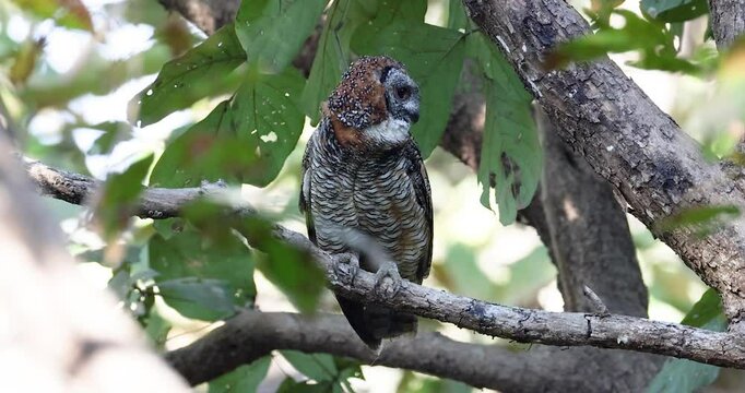 mottled wood owl mobbed by racket-tailed drongo