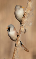 Bearded Tit