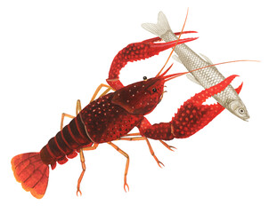 小魚を捕えたザリガニ