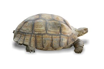 chaco tortoise turtle isolated on white background. This has clipping path.