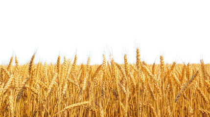 Golden wheat field waving in the breeze with transparent background