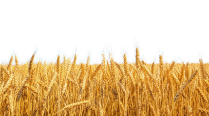 Golden wheat field waving in the breeze with transparent background