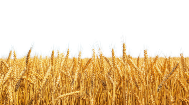 Golden wheat field waving in the breeze with transparent background