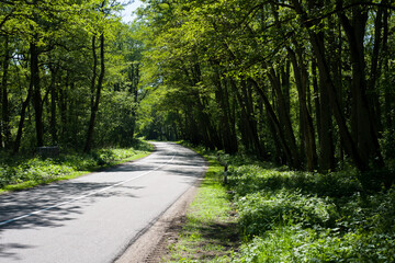 The road that lies in the midst of a dense forest, illuminated by the evening light shining on it