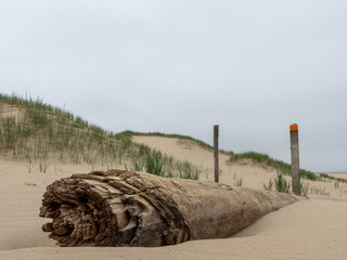 A weathered log rests on sandy dunes in overcast coastal landscape near beach
