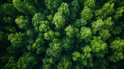 Naklejka premium Lush green forest canopy from above showing dense foliage and natural beauty