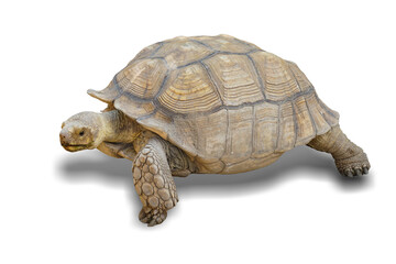 chaco tortoise turtle isolated on white background. This has clipping path.