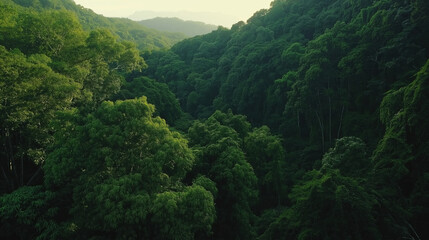 Fototapeta premium Lush green forest canopy with dense trees and mountains in the distance