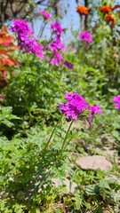 flowers in the garden