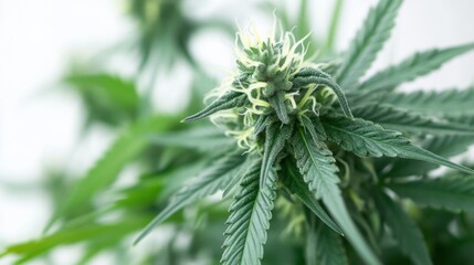 Naklejka premium Cannabis plant in full bloom, showcasing