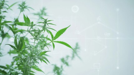 Naklejka premium Cannabis stem and leaves with medical icons overlay,