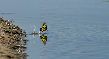 Yellow butterfly flying above water, reflecting peacefully on blue river surface