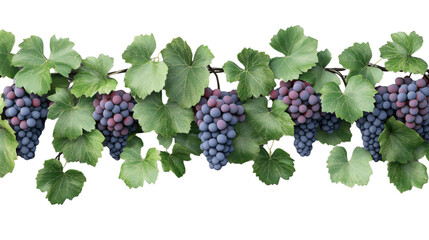 Seamless border of fresh grapes hanging from a vine with green leaves on transparent background