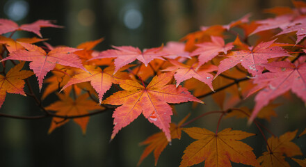 Close-up of red and orange maple leaves, vibrant colors, autumn foliage concept