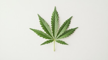 Minimalist cannabis design with a single leaf in the center,