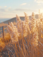 Fototapeta premium Pampas grass in a field during a golden sunset.