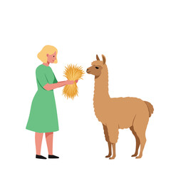 Woman feeding llama with hay in a minimal flat design vector illustration