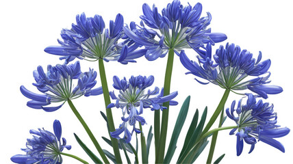 Agapanthus