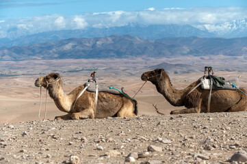 Camels resting in the vast Agafay Desert of Morocco under a clear blue sky