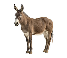 Fototapeta premium A donkey stands in front of a white background. The donkey is looking at the camera and he is curious