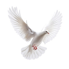 A white dove is flying in the air. The bird has a red beak and is surrounded by white feathers. Concept of freedom and peace, as the dove is soaring through the sky without any constraints