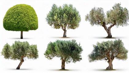 a collection of various trees with different shapes, sizes, and foliage, showcasing the diversity of nature