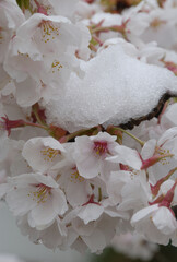 Cherry blossoms with fresh snow / 満開のソメイヨシノに積もった春の新雪