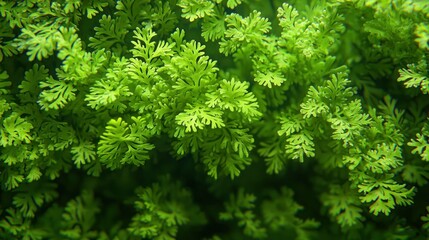 Vivid green ferns, dense and textured, creating a vibrant, natural pattern