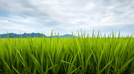 Obraz premium Lush green rice paddy field under a cloudy sky, mountains in the background