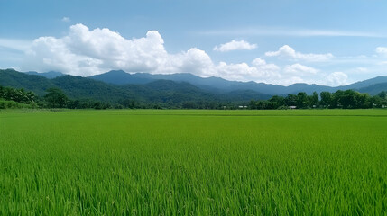 Fototapeta premium Lush green rice paddy field under a bright blue sky with distant mountains