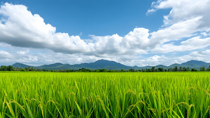 Lush green rice paddy under a vibrant blue sky with fluffy clouds and distant mountains