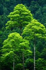 Lush green trees stand tall against a backdrop of dense forest