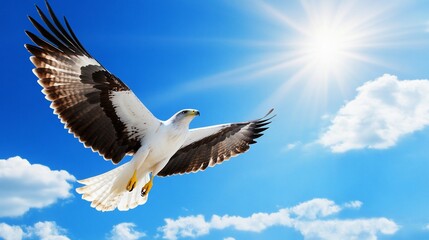 Fototapeta premium Eagle soaring, sunny sky, clouds, freedom, nature